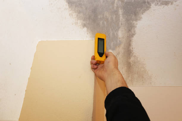 Professional Mold Removal in Glenmora, LA